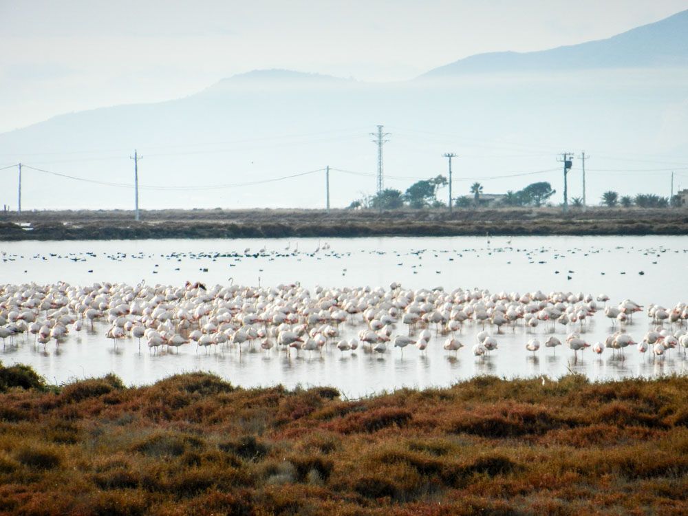 Rosaflamingos im Ebro Delta