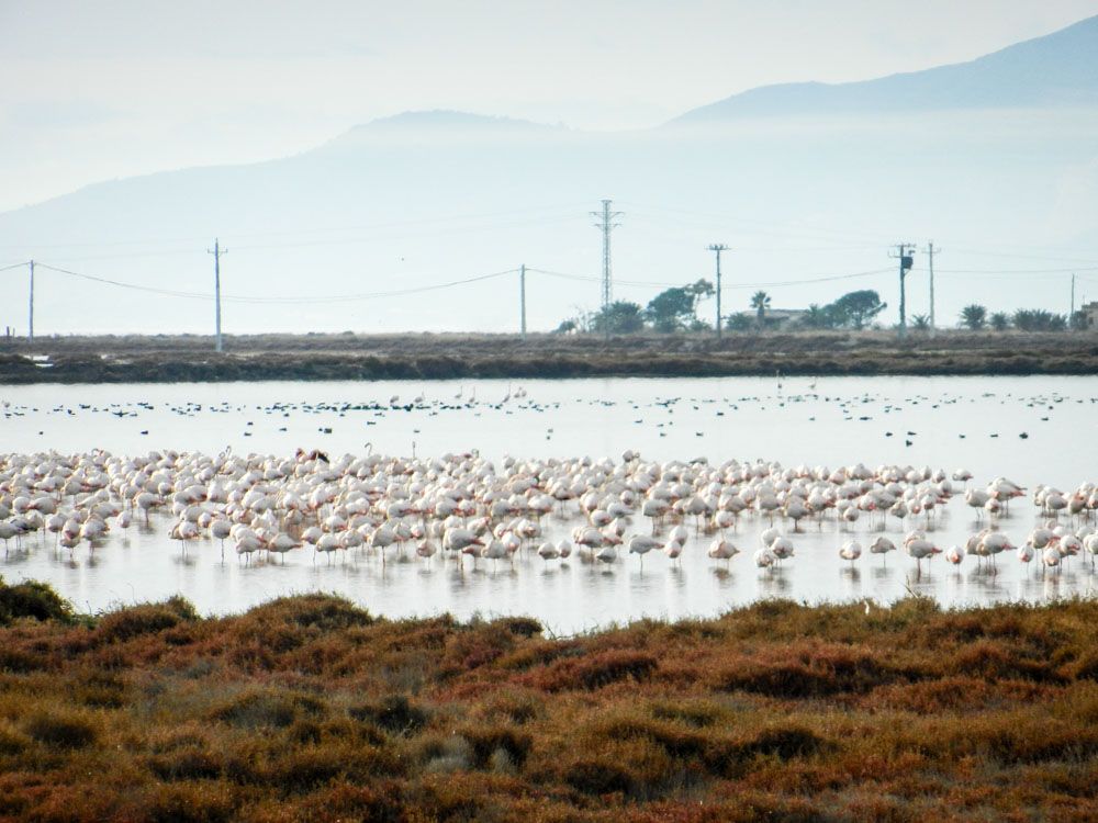 Rosaflamingos im Ebro Delta